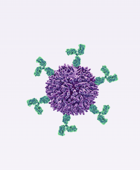 Beads_vhh.png